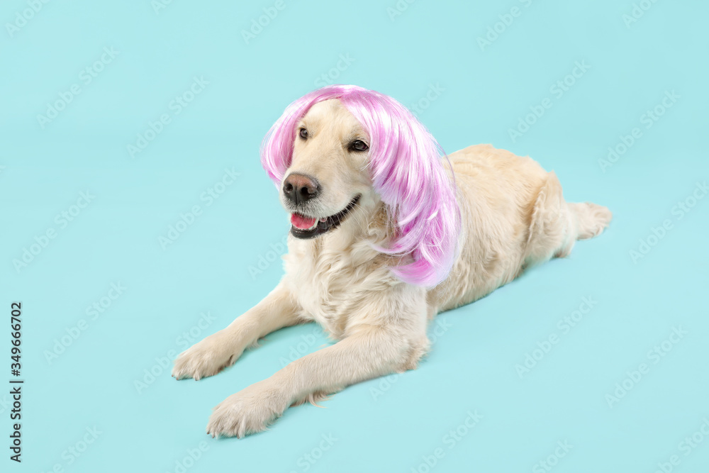 Funny dog in wig on color background