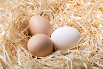 Wall Mural - Organic chicken eggs in nest closeup. Food photography