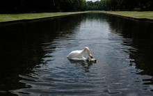 Two Swans Mating In The Middle Of An Artificial Lake