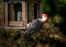 Red Bellied Woodpecker At Feeder