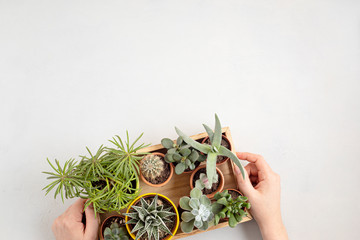 Wall Mural - Top view of home potted plants. Home gardening, interior decoration concept