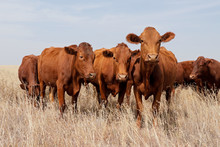 Small Herd Of Free-range Cattle On A Rural Farm, South Africa.