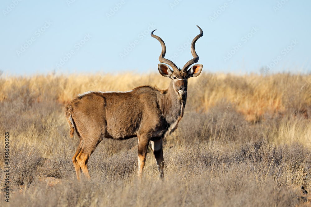 Male kudu antelope (Tragelaphus strepsiceros) in natural habitat, South Africa. - obrazy, fototapety, plakaty 