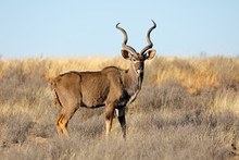 Male Kudu Antelope (Tragelaphus Strepsiceros) In Natural Habitat, South Africa.