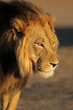 Leinwandbild Motiv Portrait of a big male African lion (Panthera leo) in late afternoon light, Kalahari desert, South Africa.