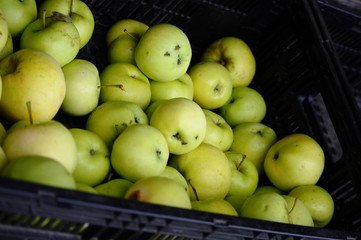 Collection of fresh green apple.