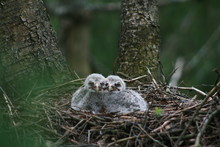 Great Grey Owl Or Great Gray Owl (Strix Nebulosa) On Nest With Chicks 
