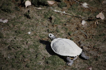 tortoise with a white shell