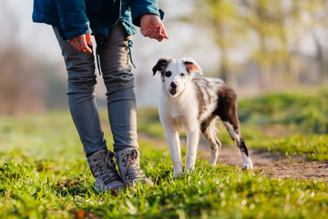 Sticker - woman giving a puppy a treat