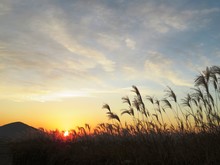 日本の田舎の風景　11月　ススキと夕陽