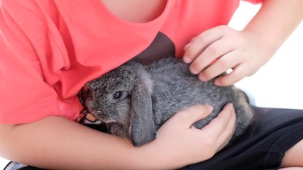 Poster - rabbit with green bokeh background, bunny pet
