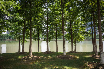 Poster - Some pine trees by the river