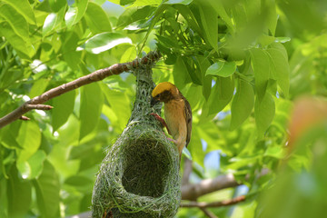 Asian golden weaver bird is nesting in the grass on the tree. During the approaching breeding season to use as an incubator.