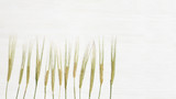 Fototapeta Lawenda - Ears of rye close up  on white wooden background. Harvest time concept. Cereal crop. Flat lay with copy space.