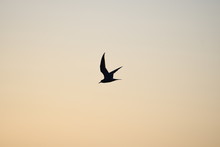 Seagull In Flight On Sunset 
