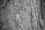 Fototapeta Desenie - texture of the bark