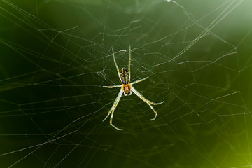 spider on a web