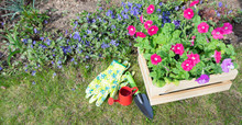 Seedlings Of Pink Cascading Petunia In A Wooden Garden Box Surrounded By Garden Tools Against A Green Lawn And Blue Periwinkle Or Vinca Flower. Beautiful Garden Composition With Copy Space.