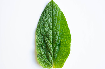 Large green leaf isolated on white background