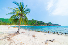 Secluded Tropical Beach Turquoise Transparent Water Palm Trees, Bai Om Undeveloped Bay Quy Nhon Vietnam Central Coast Travel Destination, Desert White Sand Beach No People Clear Blue Sky