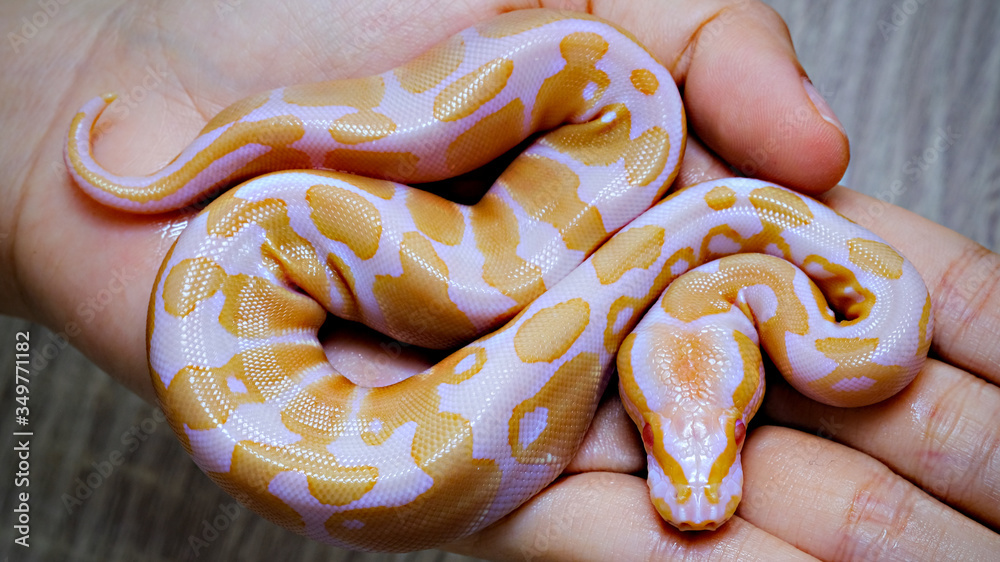 ball python snake reptile. The royal serpent. Beginner and popular ...