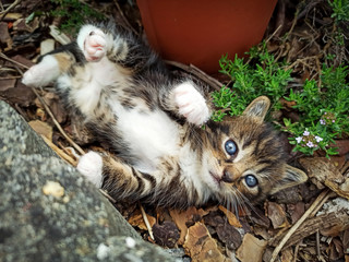 Sticker - joli chaton jouant dans un jardin