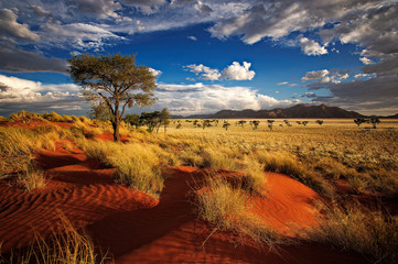 Red desert sand yellow grass with blue sky