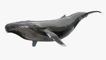 3D Render Of Humpback Whale, Humpback Whale On An Isolated, 3r Rendering