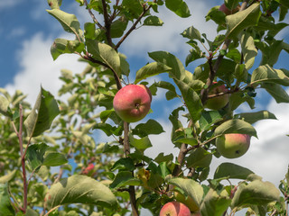 New harvest apples on a branch of apple tree on a sunny day