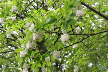 Sticker - White clusters of beautiful flowers bloom on a tree in spring in the park.