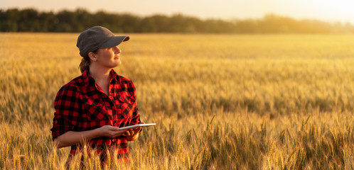 Wall Mural - A woman farmer examines the field of cereals and sends data to the cloud from the tablet. Smart farming and digital agriculture.