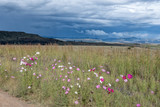 Fototapeta Kosmos - Cosmos flowers, thatching grass, with backdrop of a brewing storm
