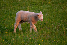 Artwork - A Beautiful Young Sheep Grazing In The Pasture