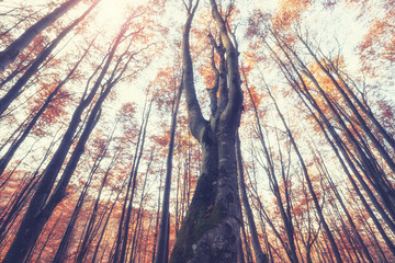 Wall Mural - Bottom view of the tops of trees in the autumn forest. Splendid morning scene in the colorful woodland. Artistic style post processed photo.