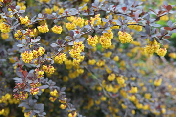 Barberry flowers bloomed on a bush in spring