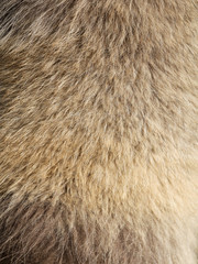 animal fur as an abstract background.