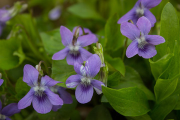 Growing wild common violet plant (wood violet, viola odorata, dog wild violet, viola hirta, viola sororia, sweet violet, Queen Charlotte flower). 