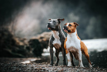 American Staffordshire Terrier In Action. Power Of Dog. Super Fit And Strong Amstaff.	