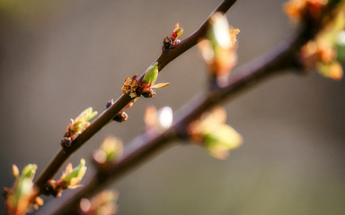 Wall Mural - buds of spring