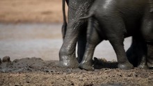 
Baby Elephant Playing In The Mud In The Wilderness Of Africa
