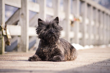 Cairn Terrier Dog Posing Outside In The Park.