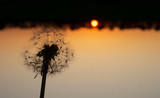 Fototapeta Dmuchawce - silhouette of a dandelion in the grass on a background of sunset