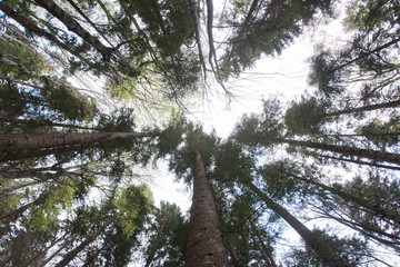 Wall Mural - wide view of forest. looking up