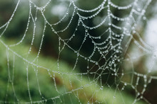 Close-up Of Wet Spider Web