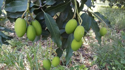 Close up green mango fruits hanging on tree branch