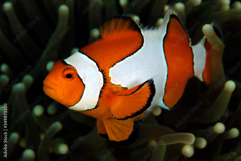 clown-anemonefish-amphiprion-ocellaris-aka-ocallaris-clownfish-in