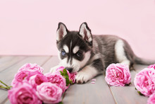 Husky Dog Puppy And Pink Tea Roses. Copy Spase. Greeting Card For Mother's Day. Valentine Card. Greeting Card For Women's Day. Valentine Romantic Congratulation February 14. Happy Birthday!