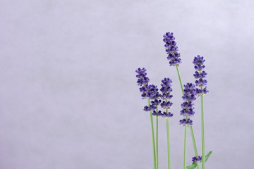 lavender flower on a blue background