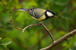 Great Tit (Parus Major) on a Twig with Captured Insects