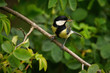Great tit on a branch with captured insect